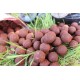 StarBaits boilies RS1 1kg