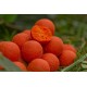 StarBaits boilies Probiotic Peach Mango 1kg