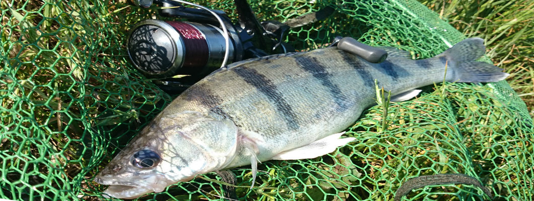 Začínate s lovom dravcov na vobler ? Skúste Originál od Rapaly
