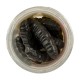 BERKLEY GULP HONEY WORM BLACK